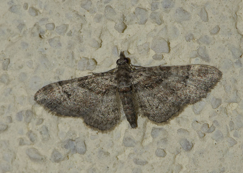 Geometridae da determinare - Gymnoscelis rufifasciata